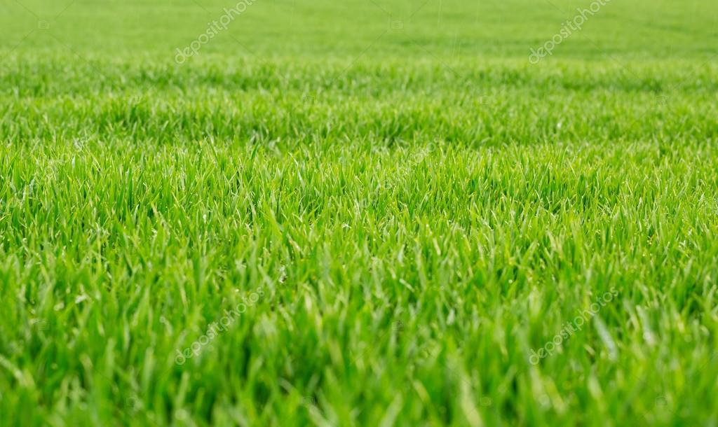 Centipede Grass Sod in Mississippi